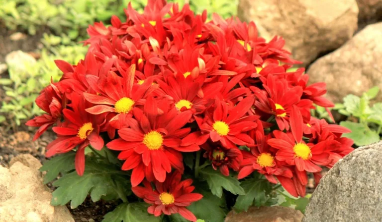 arbustos florales rojos en un jardin