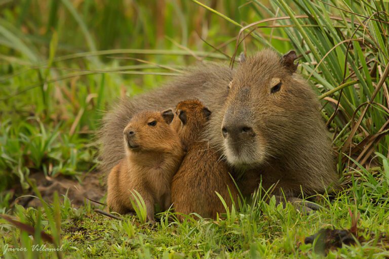 carpinchos en su habitat natural