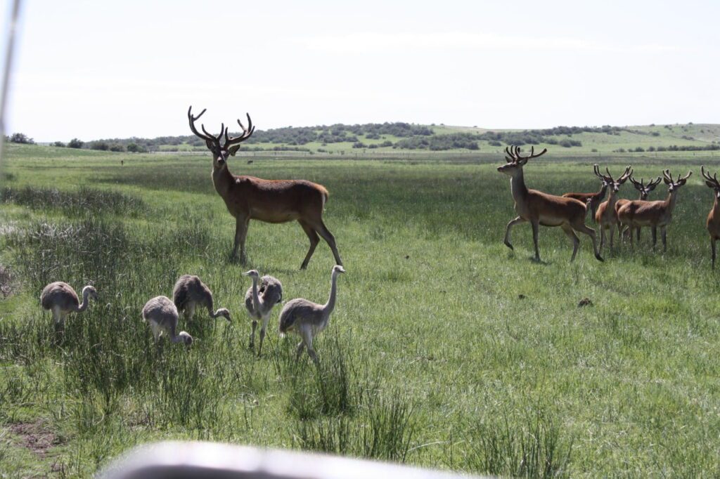 Cuál es el coto de caza más grande de Argentina y dónde se encuentra 8 Cuál es el coto de caza más grande de Argentina y dónde se encuentra