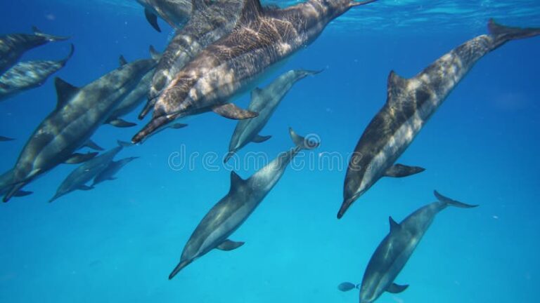delfines jugando en el mar azul