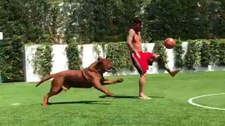 dogo de burdeos jugando en el campo