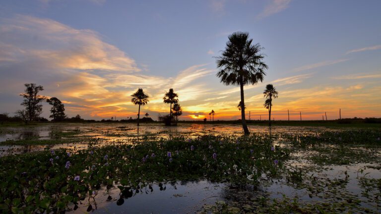 esteros del ibera al atardecer