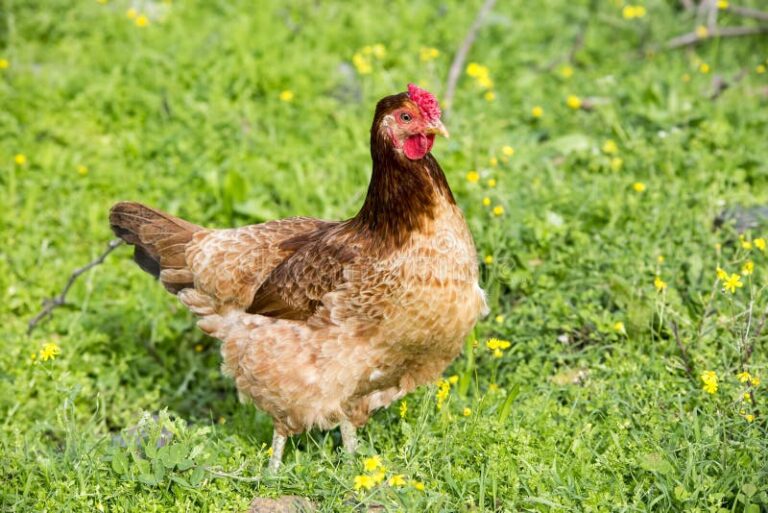 gallos en un entorno natural
