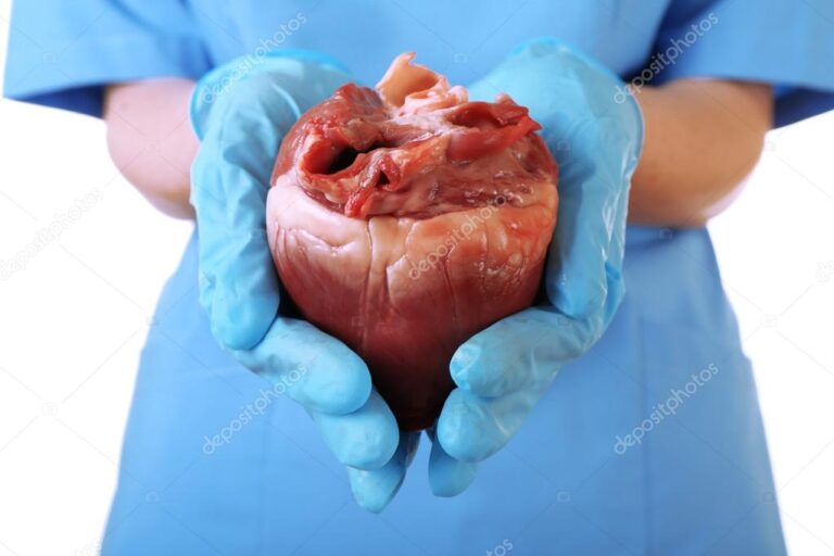 Cristina Kirchner fue operada Detalles sobre su salud y cirugía 17 manos sosteniendo un corazon en cirugia