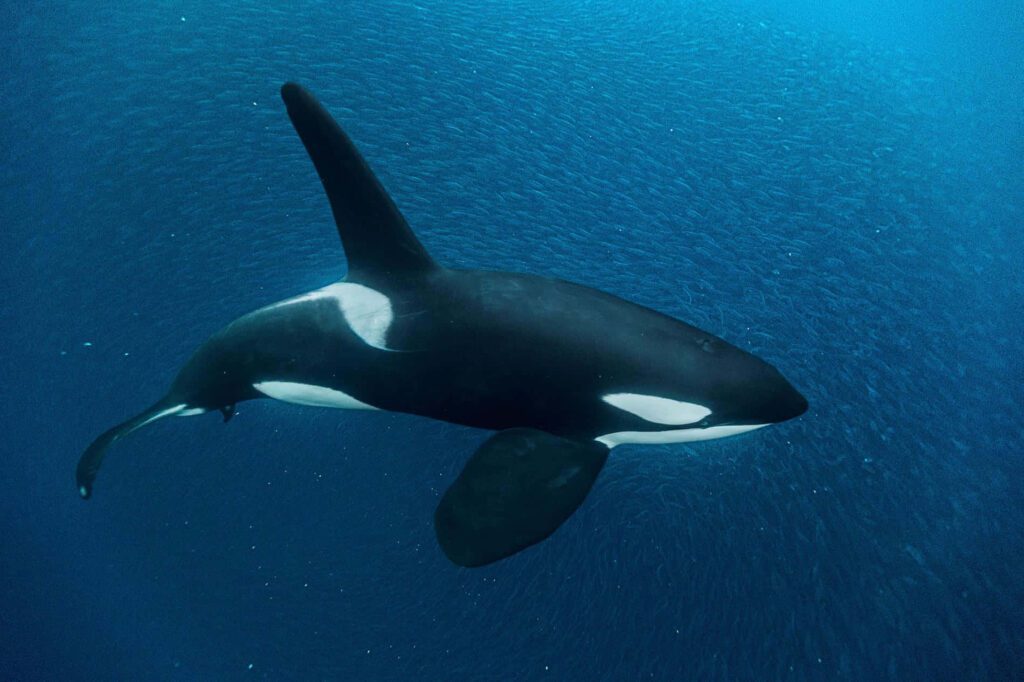 Qué características y curiosidades tiene la orca del mundo marino 5 Qué características y curiosidades tiene la orca del mundo marino