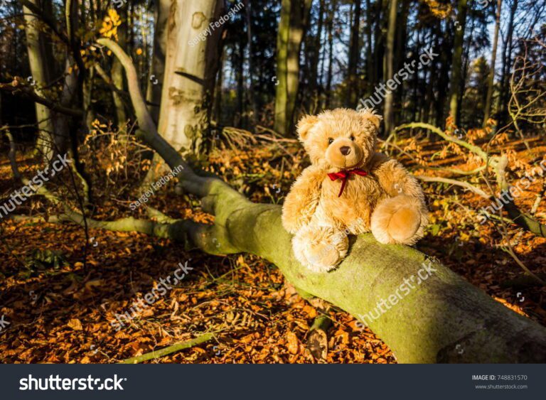 oso de peluche en un bosque