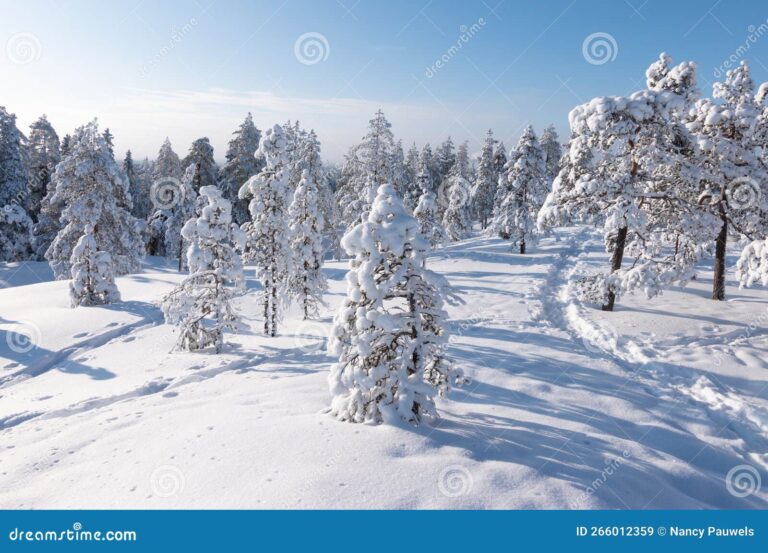 paisaje invernal con arboles cubiertos de nieve
