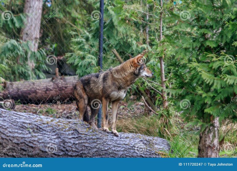 paisaje natural de lobos en primavera