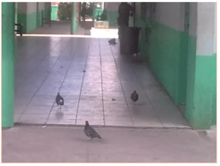 paloma en un ambiente urbano limpio