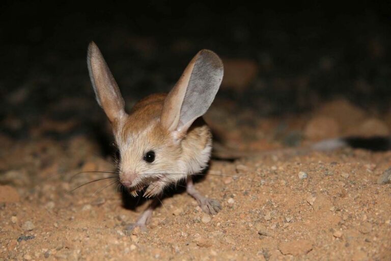 Cuál es el verdadero nombre de Baby Yoda en la serie The Mandalorian 12 pequeno ser de orejas grandes