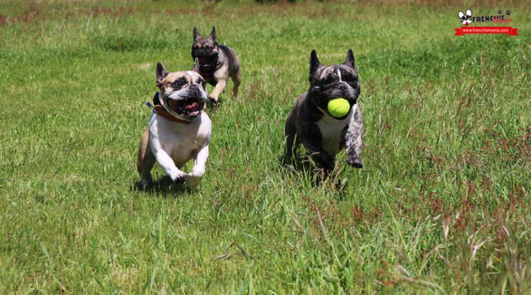 perro de raza bulldog frances jugando