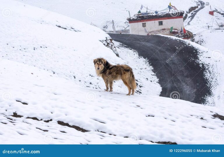 perro en un paisaje nevado y salvaje