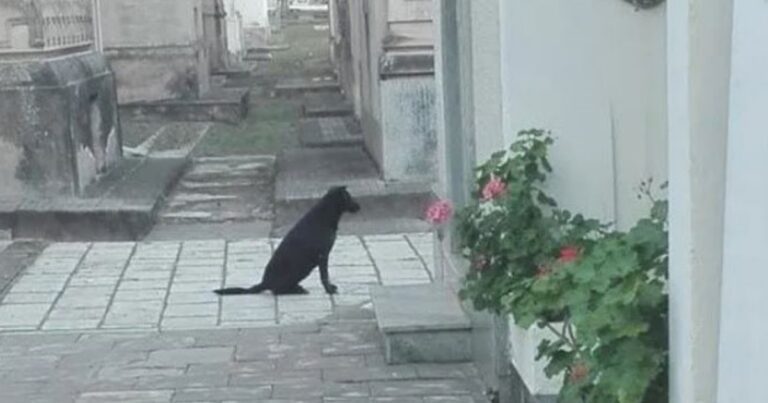 perro fantasma volando sobre un cementerio