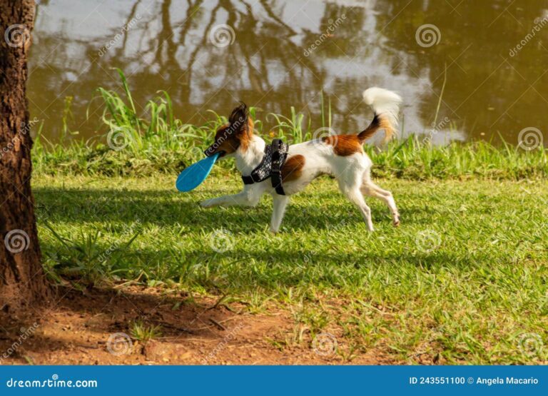 perro feliz jugando en un parque
