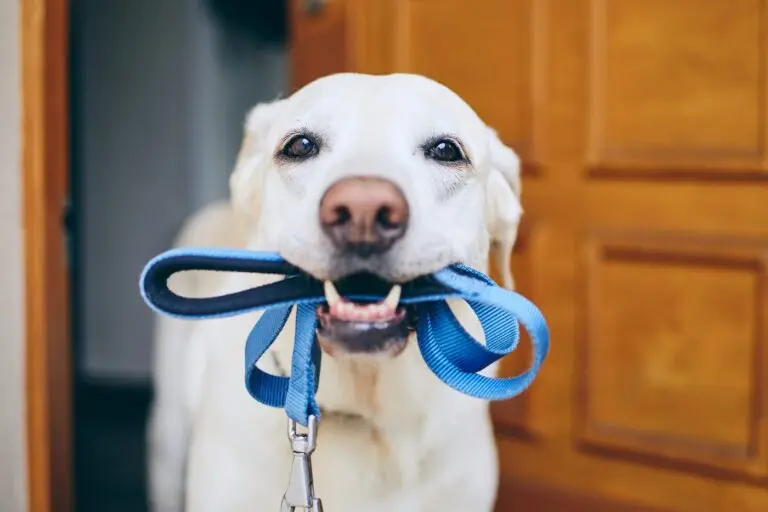 Dónde conseguir el mejor collar para perros ciegos y cómo elegirlo 4 Dónde conseguir el mejor collar para perros ciegos y cómo elegirlo