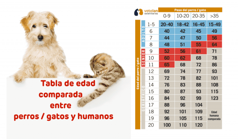 perro y humano comparando edades