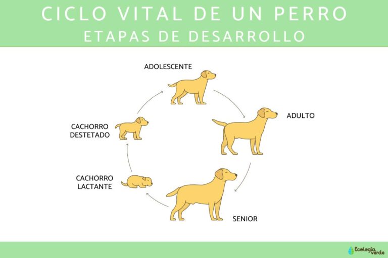 perro y humano en diferentes etapas de vida