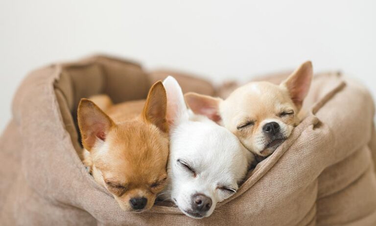 perros tranquilos descansando en el hogar