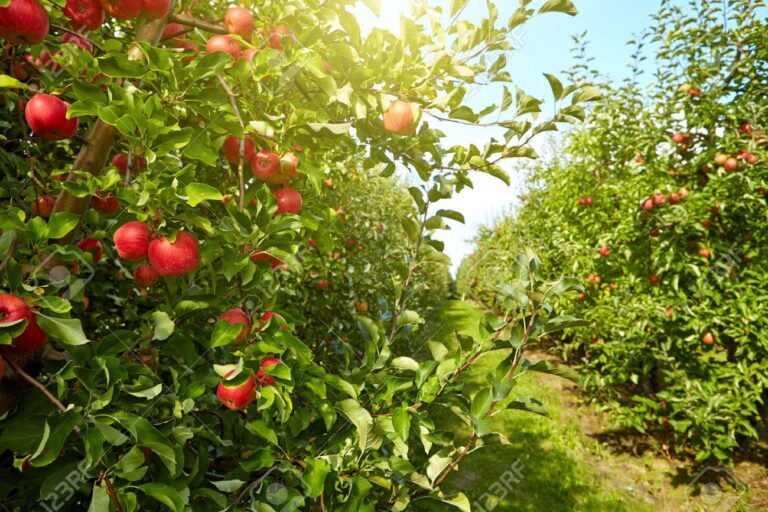 planta de manzana roja en un huerto