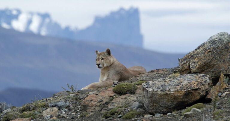 puma en la naturaleza paisaje argentino