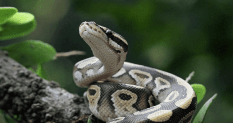 serpiente piton en un entorno urbano