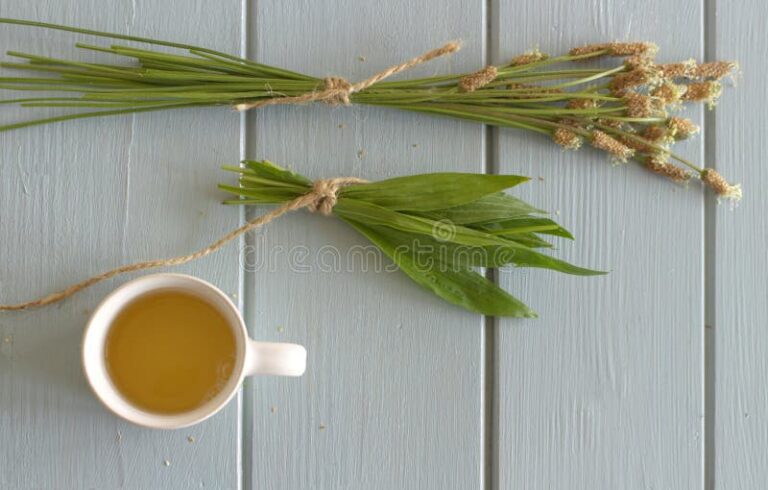 te en una hermosa taza con hojas