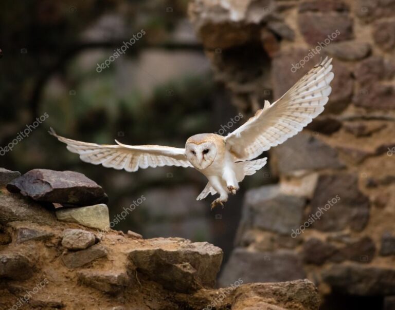 un buho volando sobre un castillo